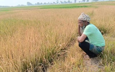 নওগাঁয় মাদ্রাসার ৮০ বিঘা জমিতে আগাছানাশক কীটনাশক স্প্রে করে বোরোধান নষ্ট