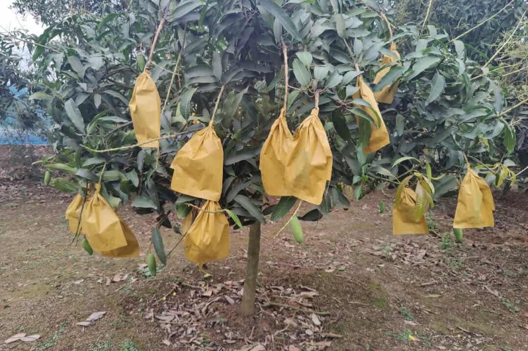 বিষমুক্ত আম চাষে সম্ভাবনার নতুন দ্বার খুললো ঠাকুরগাঁওয়ে-রপ্তানিমুখী কৃষিতে