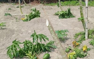 রাজবাড়ীতে তরুন কৃষি উদ্যোক্তার ৬ শতাধিকফলজ গাছ কেটে দিল দুর্বৃত্তরা
