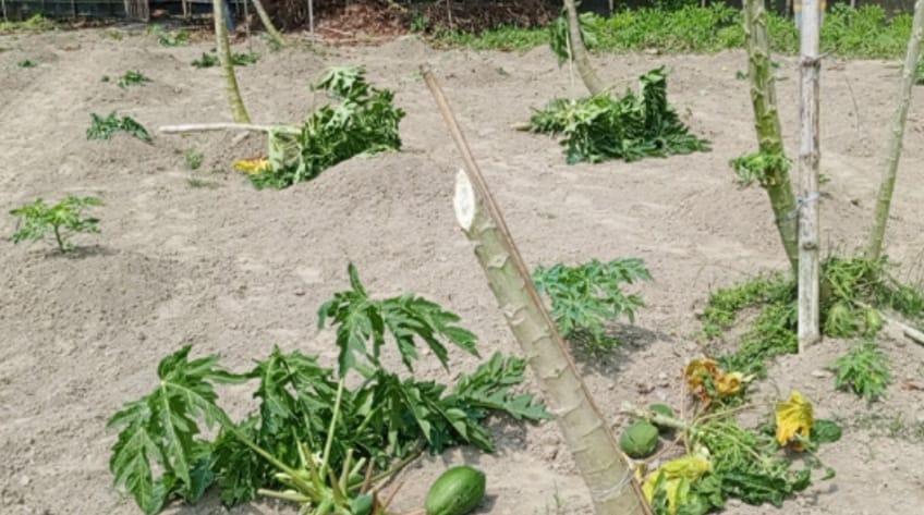 রাজবাড়ীতে তরুন কৃষি উদ্যোক্তার ৬ শতাধিকফলজ গাছ কেটে দিল দুর্বৃত্তরা