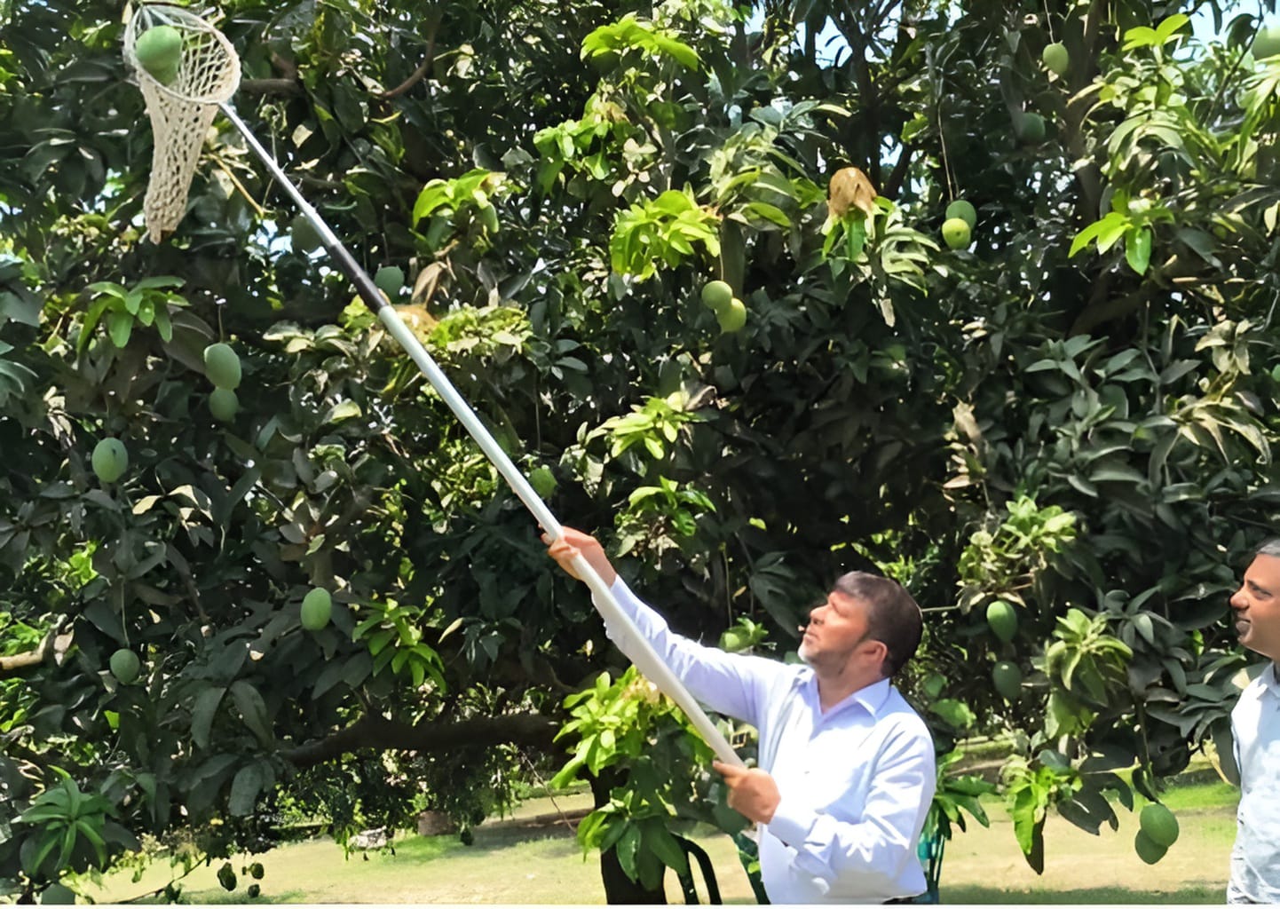 অবশেষে সাতক্ষীরায় আম সংগ্রহ শুরু