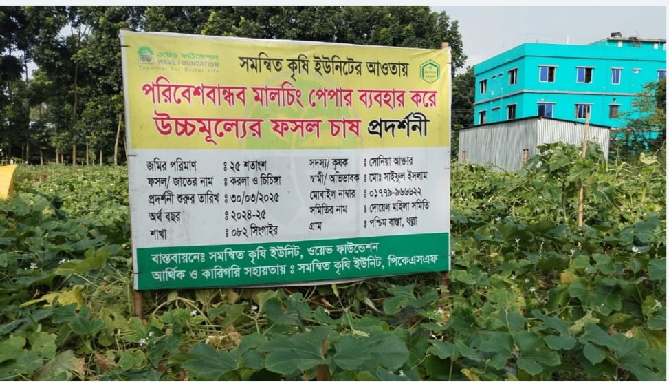 মানিকগঞ্জে সবজি চাষে প্লাস্টিক মালচিং পেপার, স্বপ্ন বুনছেন চাষি