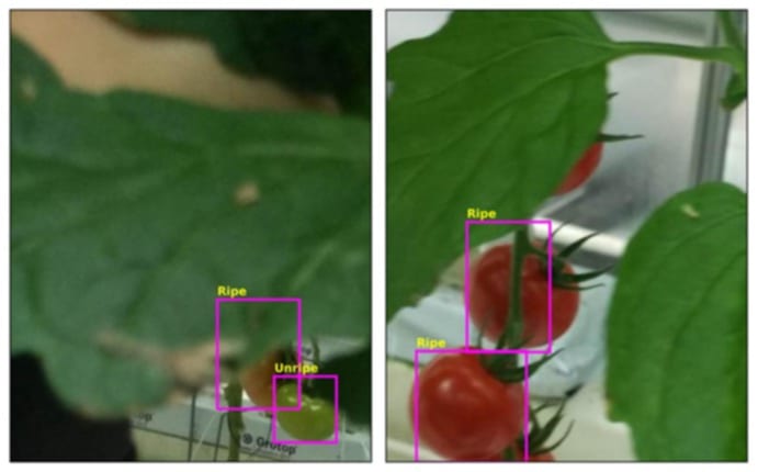 কৃষিতে প্রযুক্তির বিপ্লব গবেষক শাহিনুরের এআই মডেল উদ্ভাবন