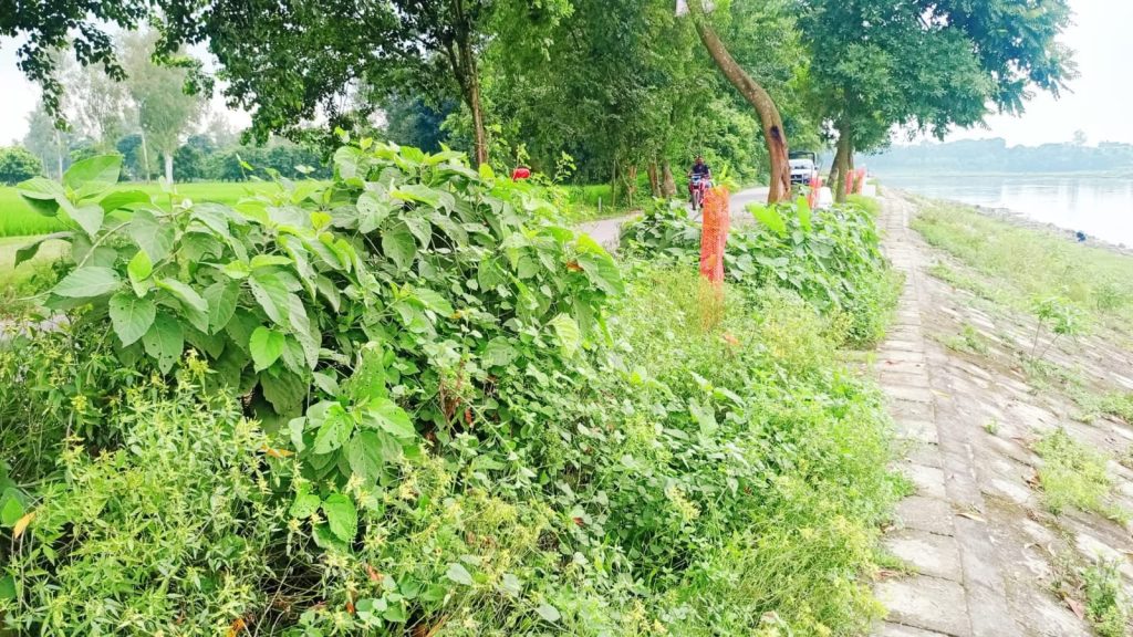 বীরগঞ্জে উপজেলার দর্শনীয় স্থানগুলো পরিষ্কার-পরিচ্ছন্নতা অভিযান