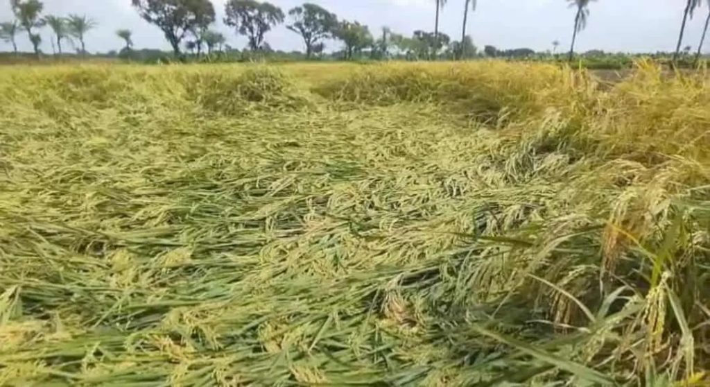 চুয়াডাঙ্গায় টানা তিনদিনের বৃষ্টিতে নুয়ে পড়েছে আধা পাকা ধান দুশ্চিন্তায় কৃষক