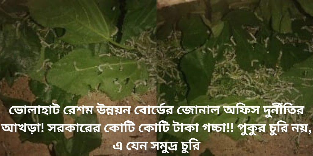 ভোলাহাট রেশম উন্নয়ন বোর্ডের জোনাল অফিস দুর্নীতির আখড়া! সরকারের কোটি কোটি টাকা গচ্চা!! পুকুর চুরি নয়, এ যেন সমুদ্র চুরি