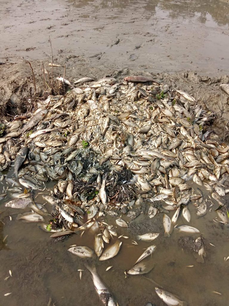 লক্ষ্মীপুরে মাছের ঘেরে বিষ প্রয়োগ করে মাছ নিধন, ক্ষয় ক্ষতি প্রায় ২০ লাখ টাকা