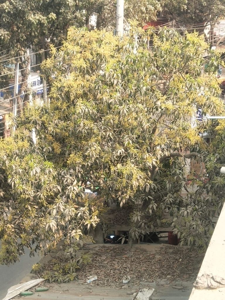 তানোর জুড়ে এখন আম গাছের ডালে ডালে উঁকি দিচ্ছে সোনালি রঙের মুকুল