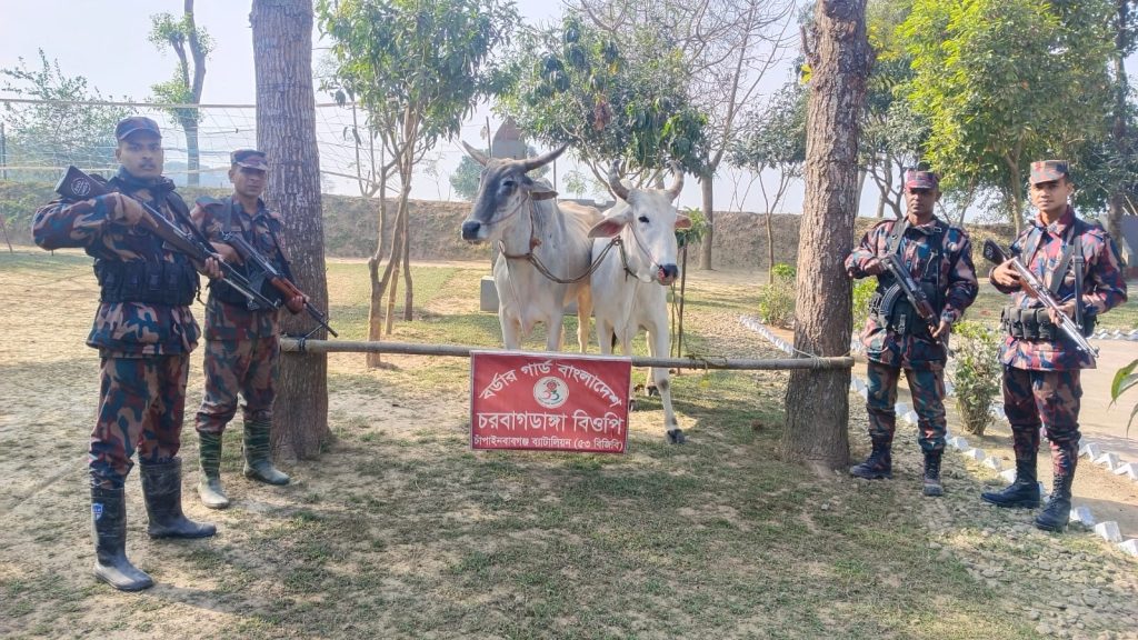 সীমান্তে ৫৩ বিজিবি পৃথক অভিযানে ভারতীয় নেশাজাতীয় সিরাপ ও গরু জব্দ 